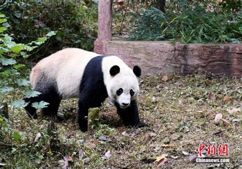 熊猫宝宝从美国快递回来了 它能听得懂中文吗？
