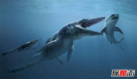 利兹鱼和巨齿鲨谁大，史上最大鱼类利兹鱼揭秘(长27米)_体长_体型_米之巨