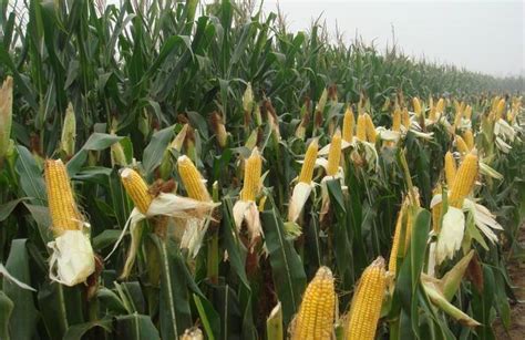 特高产玉米品种,6大优质玉米品种详细分析 - 达达搜