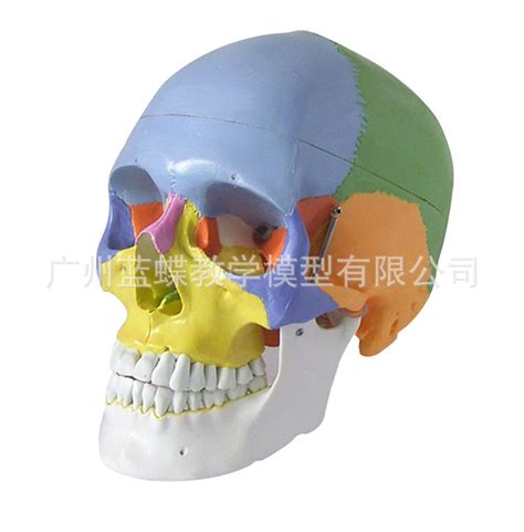 专业生产 人体头骨模型 彩色头骨解剖模型 骷髅模型 医学头骨模型-阿里巴巴