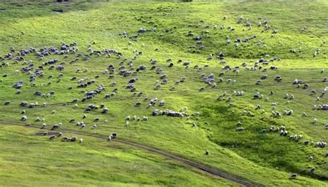 少数民族蒙古族草原放牧素材图片免费下载-千库网
