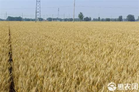 旱稻比水稻的优势,水稻与旱稻是一种,旱稻和水稻营养区别_大山谷图库