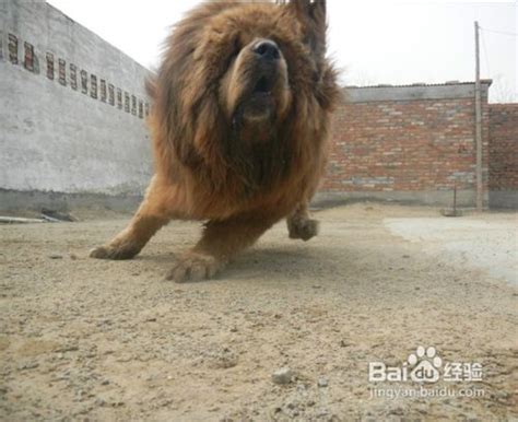 中国藏獒十大獒王排名，第一藏獒惊天兽最屌/最有名的藏獒-小狼观天下
