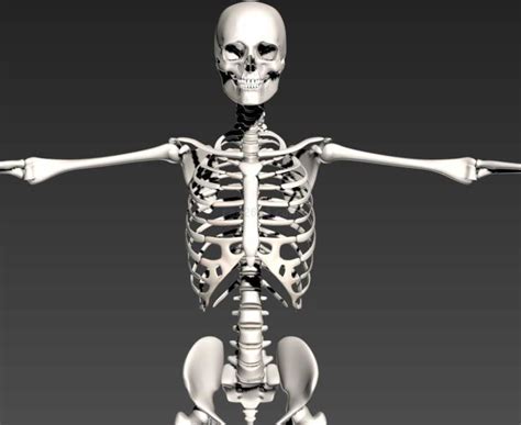 现代人类骨骼模型-sketchup模型_sketchup模型库_建E室内设计网!