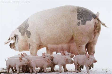 大猪和小猪,大猪带小猪,大虫子_大山谷图库