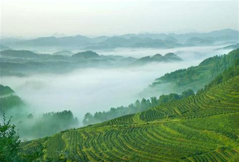 【科普】普洱茶临沧区最著名的几个山头（地理位置、口感特色） - 知乎