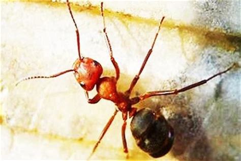 世界上最大的食人蚁：非洲食人蚁所到之处尸骨无存_巴拉排行榜