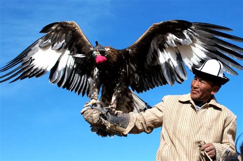 鹰猫从巢中飞出高清图片下载-正版图片320608846-摄图网
