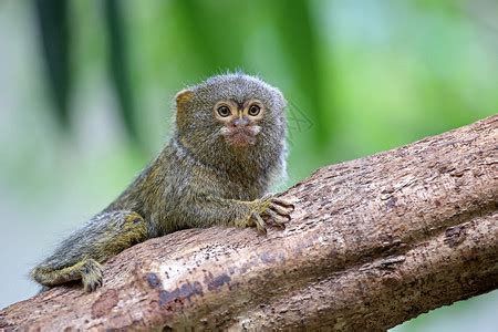 侏儒狨猴、热带小猴子、来自美国的异国灵长类动物的可爱特写高清摄影大图-千库网