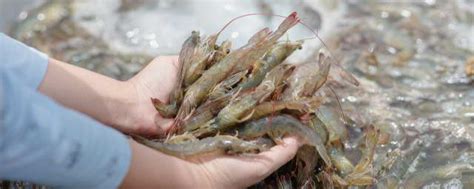加拿大北极甜虾批发上海市辖区加拿大北极甜虾价格_肉交所