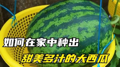 方形西瓜其实并不好吃，价格却很贵，凭什么？_日本
