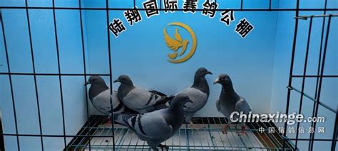 河北陆翔国际赛鸽公棚-中国信鸽信息网各地公棚