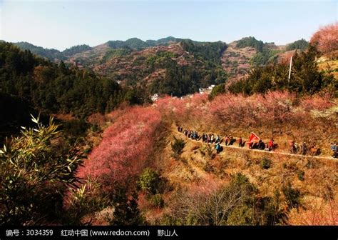 春天的浪漫，藏在卖花渔村的万亩梅林里 -中国旅游新闻网