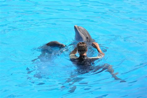 海豚 示范 动物秀 meeresbewohner 海豚表演 艺术性图片下载 - 觅知网