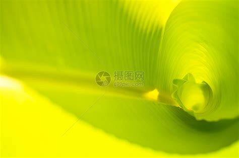 香蕉叶壁纸图片