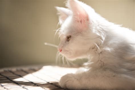 梦见白猫是什么意思 梦见白猫有什么预兆 - 万年历