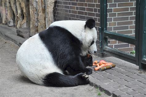 熊猫“七仔”最爱胡萝卜，竹笋每天能吃50公斤，名副其实大胃王_凤凰网资讯_凤凰网
