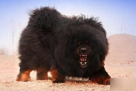 7种世界上最凶狠的狗 哪种狗最凶猛_宠物百科 - 养宠客