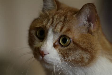 大脸猫图片