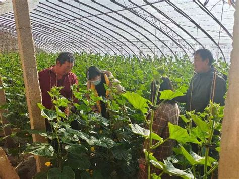 武威市人民政府 科技特派员在行动 12月2日，市农科院瓜菜技术服务小分队前往凉州区开展技术指导