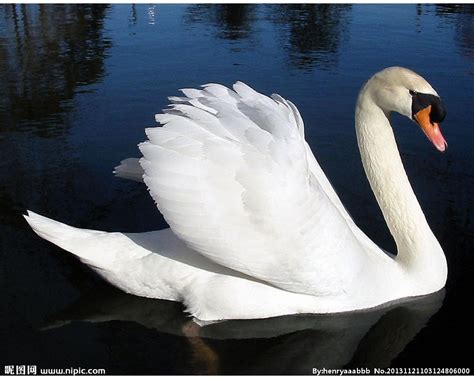 大白鹅演绎的芭蕾天鹅湖|摄影|宠物摄影|黄一能来了 - 原创作品 - 站酷 (ZCOOL)
