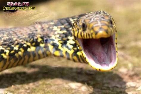 无毒的菜花蛇却被称为“百蛇之王”，原因何在？有毒的蛇还怕它
