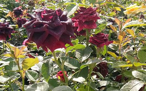 多肉路易十四-玫瑰怎么养护种植？- 多肉植物1000多种品种图鉴 - 梦桑阁