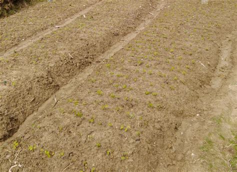 九月黄种植技术简介 - 福建山瓜瓜农业发展有限公司