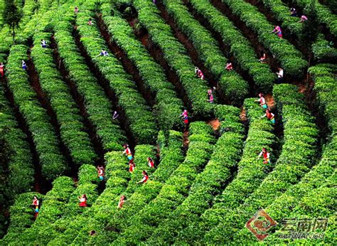 2023年西双版纳普洱茶交易会在景洪开幕