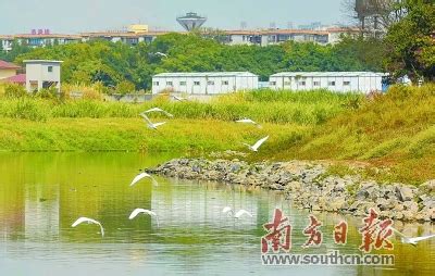 惠州淡水河水质跃升至Ⅲ类水标准_南方网