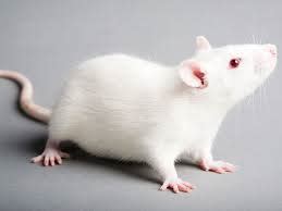 大鼠混合型高脂血症模型饲料和造模注意事项_南通特洛菲饲料科技
