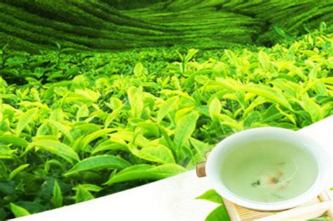 白沙绿茶如何发展成为今天这类茶的呢-茶礼仪网