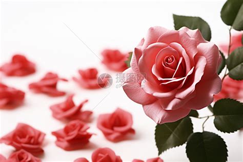 粉色玫瑰花图片