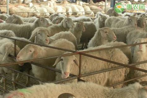 最大的羊品种400斤,杜泊羊,纯种澳洲白种羊(第12页)_大山谷图库