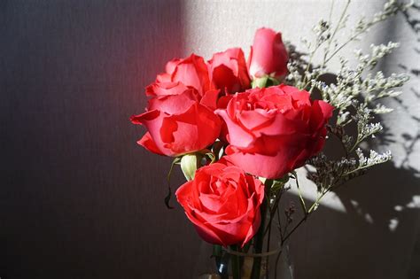 一大束玫瑰花清晰,一束红玫瑰图片大全,一束美丽的玫瑰花图片_大山谷图库
