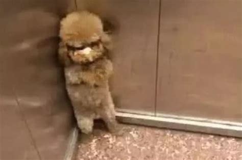 泰迪自从挨了揍，每次坐电梯，狗狗的动作都能把人逗笑|逗笑|泰迪|电梯_新浪新闻