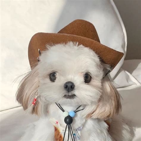 温柔的小奶狗女生头像