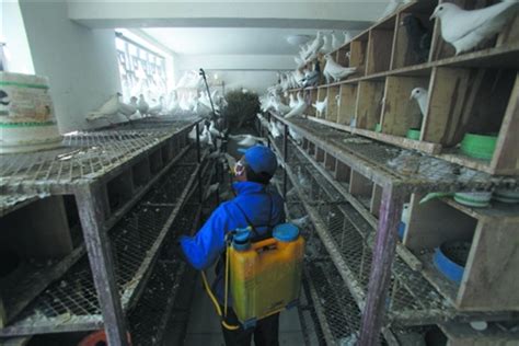 济南一广场鸽子将被圈养 2005年禽流感曾关120天 - 阳谷网