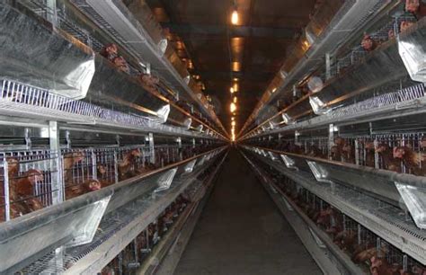土鸡养殖成本计算，附养殖投资成本概算及养鸡利润分析 - 农村网