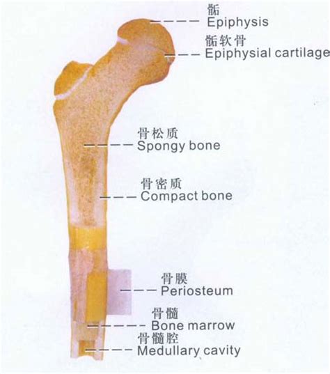 人体长骨的结构示意图-人体解剖图,_医学图库