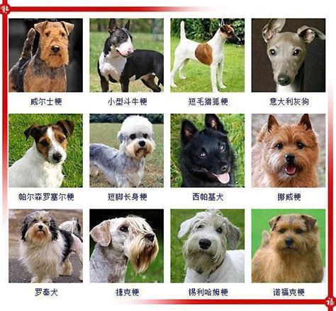 长毛狗狗品种图片