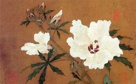 背景宋葵图片