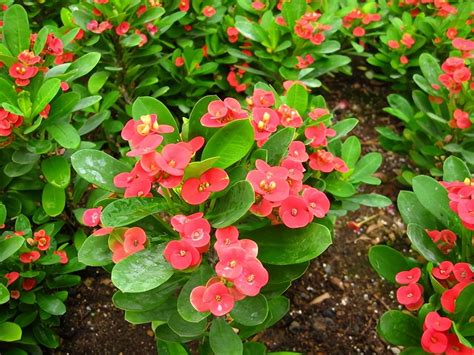 什么植物花有毒（6种“漂亮花”，都含有“毒性”，家里别乱养） | 说明书网