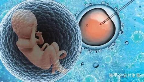 胚胎等级怎么划分 - 知乎