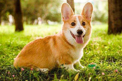 17种最适合家庭的小型犬_全球宠物慈善联盟基金会