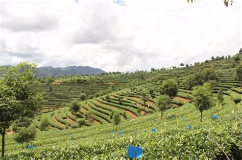 云南思茅:率先在全市走一条有机茶产业发展路子_中国发展网