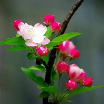 春天桃花盛开高清图片下载-正版图片500320132-摄图网