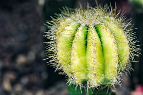 仙人球花图片