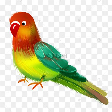 鹦鹉动画表情包图片