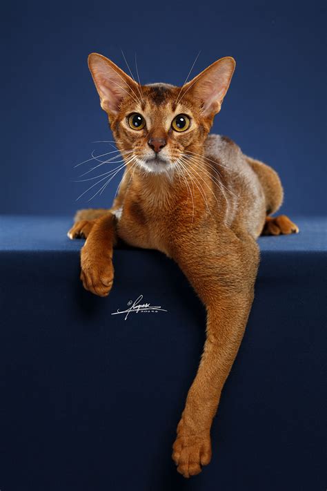 阿比西尼亚猫|摄影|宠物摄影|YBYDDD - 原创作品 - 站酷 (ZCOOL)